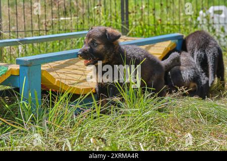 Schöne Deutsche Schäferhunde ruhen in ihrem Gehege auf einer Farm in Skaraborg Schweden aus Stockfoto