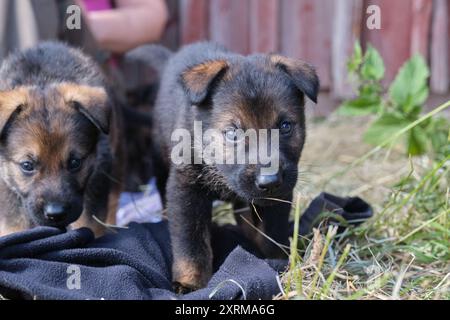 Schöne Deutsche Schäferhunde ruhen in ihrem Gehege auf einer Farm in Skaraborg Schweden aus Stockfoto