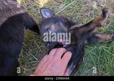 Schöne Deutsche Schäferhunde ruhen in ihrem Gehege auf einer Farm in Skaraborg Schweden aus Stockfoto