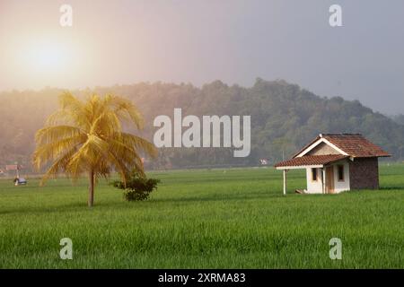 Kleine Gebäude und Kokospalmen inmitten grüner Reisfelder, natürlicher Blick auf Reisfelder und Berge Stockfoto