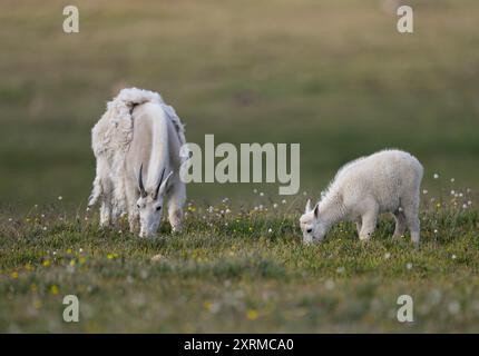 Bergziegen-Kindermädchen und -Kind auf einer Wiese am Beartooth Pass, Montana Stockfoto