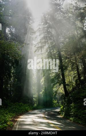 Im Redwood National Park Bricht Die Sonne In Lichtstrahlen Über Der Kurve Auf Stockfoto
