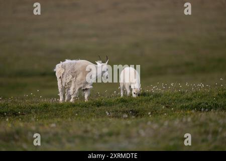 Bergziegen-Kindermädchen und -Kind, die auf einer Wiese am Beartooth Pass grasen Stockfoto