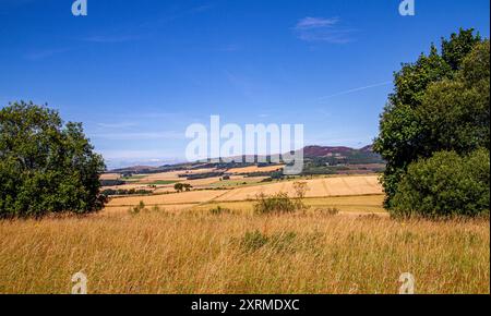 Dundee, Tayside, Schottland, Großbritannien. August 2024. Wetter in Großbritannien: Die warme August-Sonne bietet einen herrlichen Blick auf Dundee Sidlaw Hills und Strathmore Valley in Schottland. Quelle: Dundee Photographics/Alamy Live News Stockfoto