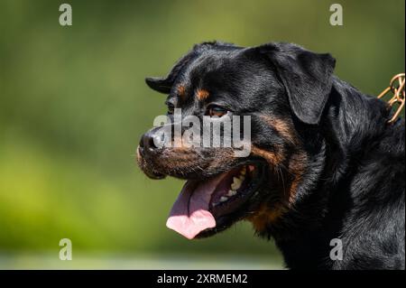 Ein Rottweiler steht während einer Veranstaltung eines Hundevereins auf einer Wiese. Rottweil Baden-Württemberg Deutschland *** Ein Rottweiler steht auf einer Wiese während eines Hundesportals Rottweil Baden-Württemberg Deutschland Stockfoto