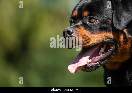 Ein Rottweiler steht während einer Veranstaltung eines Hundevereins auf einer Wiese. Rottweil Baden-Württemberg Deutschland *** Ein Rottweiler steht auf einer Wiese während eines Hundesportals Rottweil Baden-Württemberg Deutschland Stockfoto