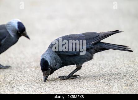 Der Jackdaw pickt auf den Weg und sucht nach Essen, während ein anderer zusieht. Im örtlichen Park in Bristol, Großbritannien Stockfoto