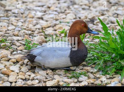 Männliche Canvasback-Ente am Seeufer Stockfoto