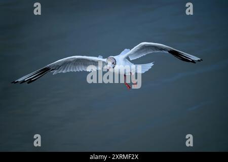 Juvenile Schwarzkopfmöwe im Flug bei der Brücke über den Chew Valley See in North Somerset, Großbritannien, in der Abenddämmerung Stockfoto