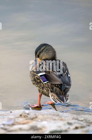 Weibliche Mallard-Ente mit Kopf auf einer Seite am Rande des Chew Valley Lake, North Somerset, Großbritannien. Stockfoto