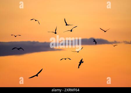 Silhouetten von Schwarzen Möwen vor einem orangen Sonnenuntergangshimmel, der auch von Fliegen wimmelt. Von der Straße über Chew Valley Lake, Großbritannien Stockfoto