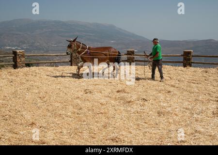 NEW HOLLAND, PENNSYLVANIA - 4. August 2024. Pferde trennen den Weizen von der Spreu und droschen Weizen durch zwei Pferde im Kreis Stockfoto