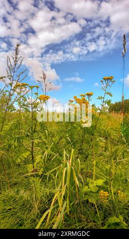 Gelbe tansy-Blüten auf dem Feld unter blauem Himmel am sonnigen Nachmittag. Stockfoto