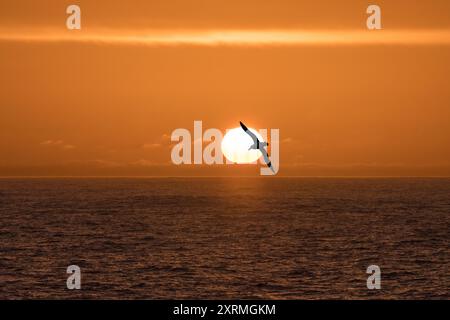 Fliegende Albatrosse im antarktischen Sonnenuntergang Stockfoto