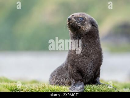 Jungrobbenbabys in der Antarktis Stockfoto