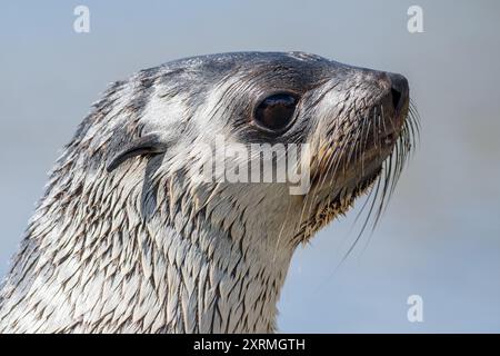 Sehr nahes Porträt einer antarktischen Robbe Stockfoto