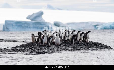 Gruppe von adelie-Pinguinen auf einer kleinen felsigen Insel im antarktischen Ozean Stockfoto