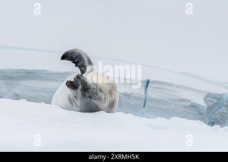 Wehende Crabeater Seehunde auf antarktischer Eisscholle Stockfoto