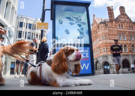 London, Großbritannien. August 2024. Ein Hund liegt neben der Polizeiwache mit dem neuen Banksy-Kunstwerk in der City of London. Das Kunstwerk, das eine Fischschule darstellt, ist das siebte neue Kunstwerk des schwer fassbaren Straßenkünstlers in so vielen Tagen in London. Quelle: Vuk Valcic/Alamy Live News Stockfoto