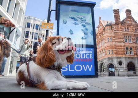 London, Großbritannien. August 2024. Ein Hund liegt neben der Polizeiwache mit dem neuen Banksy-Kunstwerk in der City of London. Das Kunstwerk, das eine Fischschule darstellt, ist das siebte neue Kunstwerk des schwer fassbaren Straßenkünstlers in so vielen Tagen in London. Quelle: Vuk Valcic/Alamy Live News Stockfoto