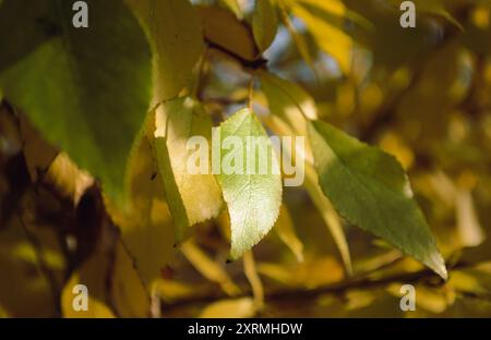 Ein vergilbendes Blatt, das in der Tiefe des Blattes eines Baumes sonnenbeleuchtet wird Stockfoto