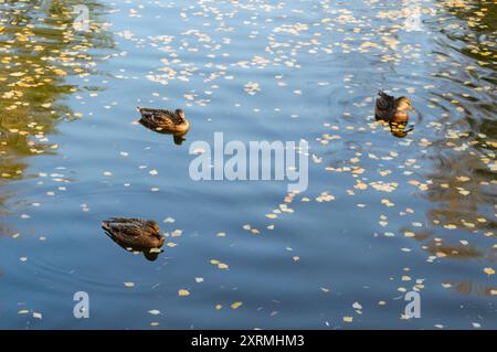 Enten schwimmen im Herbst in einem Teich mit gefallenen Blättern in einem Park Stockfoto