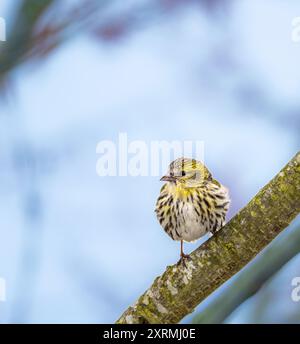 Weiblich black-headed Goldfinch sitzen auf einem Zweig Stockfoto