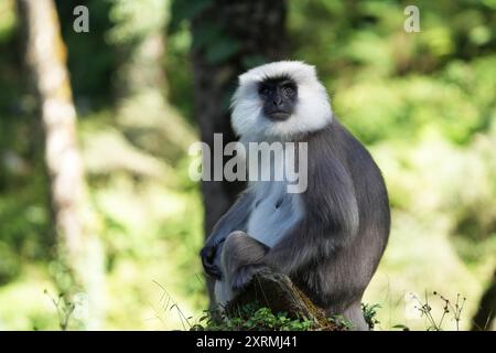 Grey Langur sitzt auf dem Baumzweig in Bhutan und starrt auf die Kamera Stockfoto