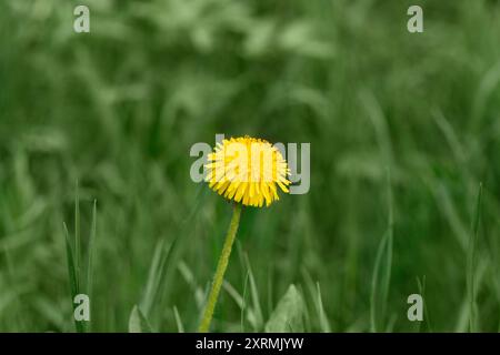 Gelber Löwenzahn auf grünem Hintergrund. Löwenzahnblume aus nächster Nähe. Stockfoto