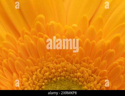 Schöner floraler Hintergrund mit oranger Gerbera Nahaufnahme. Blumenpostkarte. Stockfoto