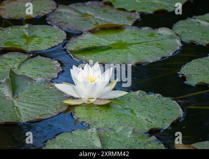Weißwasserlilie (Nymphaea alba), umgeben von Blättern im Wasser eines Teiches. Weißwasserlilie Nymphaea alba mit Regentropfen. Stockfoto