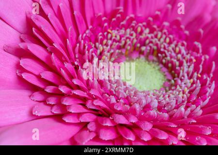 Rosa Gerbera Blume in Wassertropfen aus nächster Nähe. Schöner Sommer-Blumenhintergrund. Makrofotografie. Stockfoto