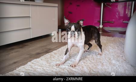 Boston Terrier spielt in der Wohnung. Ein verspielter Hund ruft nach einem Spiel. Stockfoto