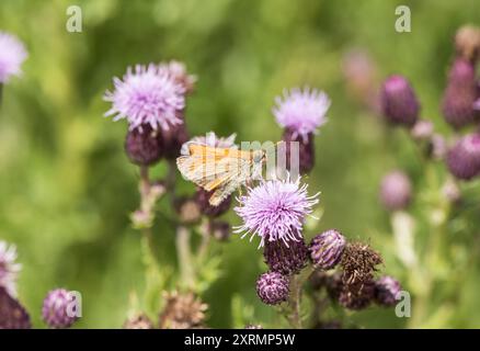 Kleiner Skipper (Thymelicus flavus) auf Chobham Common, Surrey Stockfoto