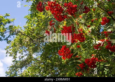 Vogelbeeren wachsen wild auf dem Land Stockfoto