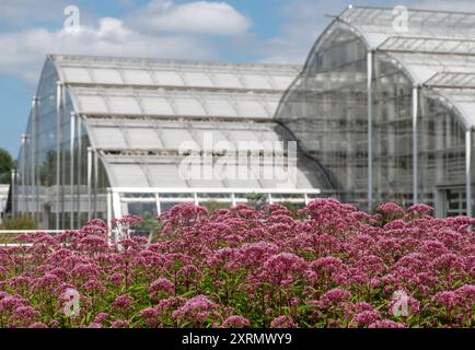 Rosafarbene Eupatorium-Blüten im Vordergrund, fotografiert im Hochsommer im RHS Wisley Garden in Surrey, Großbritannien. Hinter dem Glashaus. Stockfoto