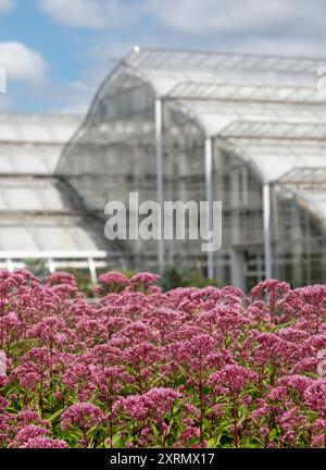 Rosafarbene Eupatorium-Blüten im Vordergrund, fotografiert im Hochsommer im RHS Wisley Garden in Surrey, Großbritannien. Hinter dem Glashaus. Stockfoto