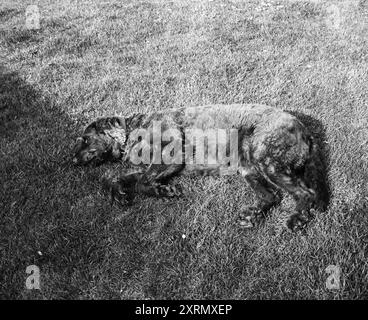 Labradoodle Dog, Medstead, Hampshire, England, Vereinigtes Königreich. Stockfoto