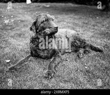 Labradoodle Dog, Medstead, Hampshire, England, Vereinigtes Königreich. Stockfoto