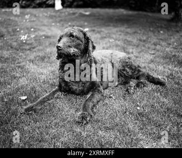 Labradoodle Dog, Medstead, Hampshire, England, Vereinigtes Königreich. Stockfoto