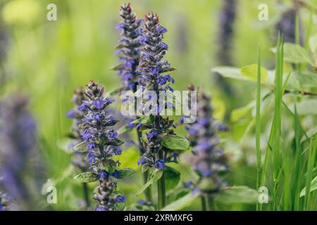Ajuga Reptane oder Bugle Blumen auf grünem Hintergrund. Sommerwildblumen. Stockfoto