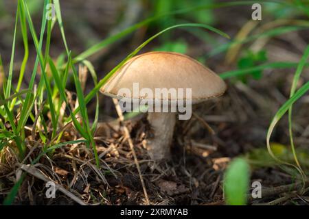 Grober Boletus oder Leccinum scabrum, brauner Kappenboletus im Wald nah dran. Leckerer Pilz. Stockfoto