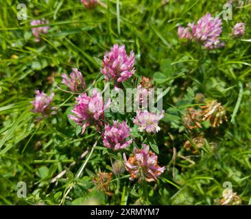 Blumen aus rotem Klee (Trifolium Pratense) Stockfoto