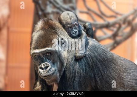 Baby-Gorilla auf dem Rücken ihrer Mutter. Der westliche Tieflandgorilla, eine der bedrohten Arten. Stockfoto