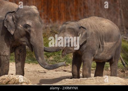 Der asiatische Elefant (Elephas maximus), auch bekannt als der asiatische Elefant, mit einem Kalb. Zwei asiatische Elefanten in Gefangenschaft. Stockfoto