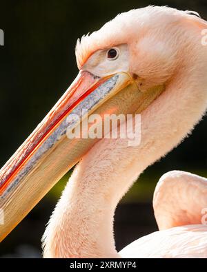Das Porträt des großen weißen Pelikans (Pelecanus onocrotalus), auch bekannt als der östliche weiße, rosige oder weiße Pelikan. Nahaufnahme des Vogels. Stockfoto