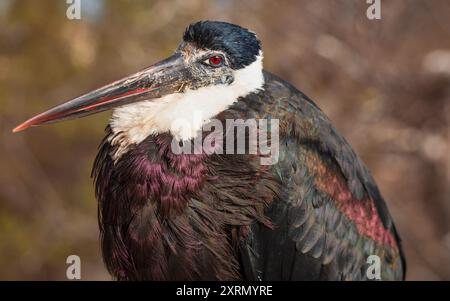 Porträt des Schwarzstorchs (Ciconia nigra). Es handelt sich um einen großen Vogel aus der Familie der Starken. Detaillierte Ansicht des Kopfes, des Schnabels und der wunderschönen bunten Feder Stockfoto