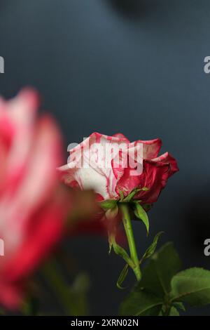 Zarte weiß-rosa Rose auf schwarzem Hintergrund Stockfoto