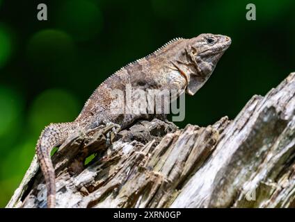 Ein Schwarzer Stachelschwanz-Iguana (Ctenosaura similis) auf einem toten Baum. Guatemala. Stockfoto