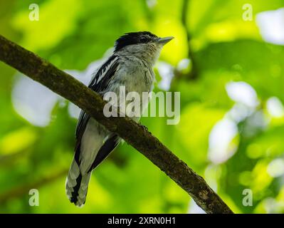 Ein grauer Becard (Pachyramphus Major), der auf einem Ast thront. Guatemala. Stockfoto